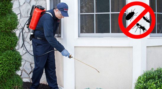 Fındıklı Fare İlaçlama böcek ilaçlama ve haşere kontrolü — ilaclama-tr.com